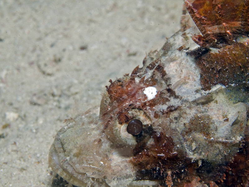 Scorpion Fish, Mabul, Paradise 1 and 2